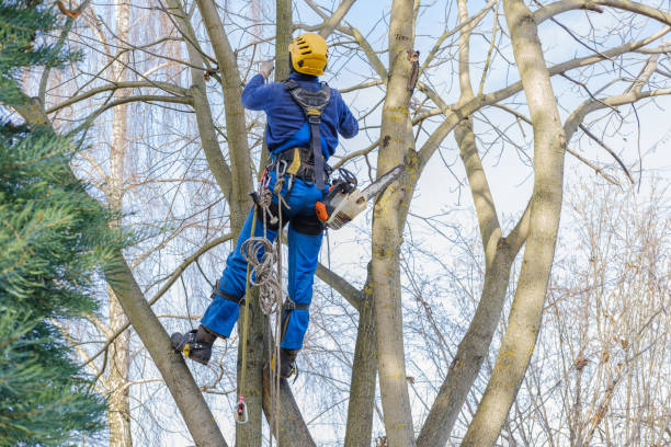 Best Tree Preservation Services  in Prescott, WI